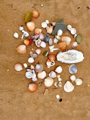 „Andalucia“ Muschelset